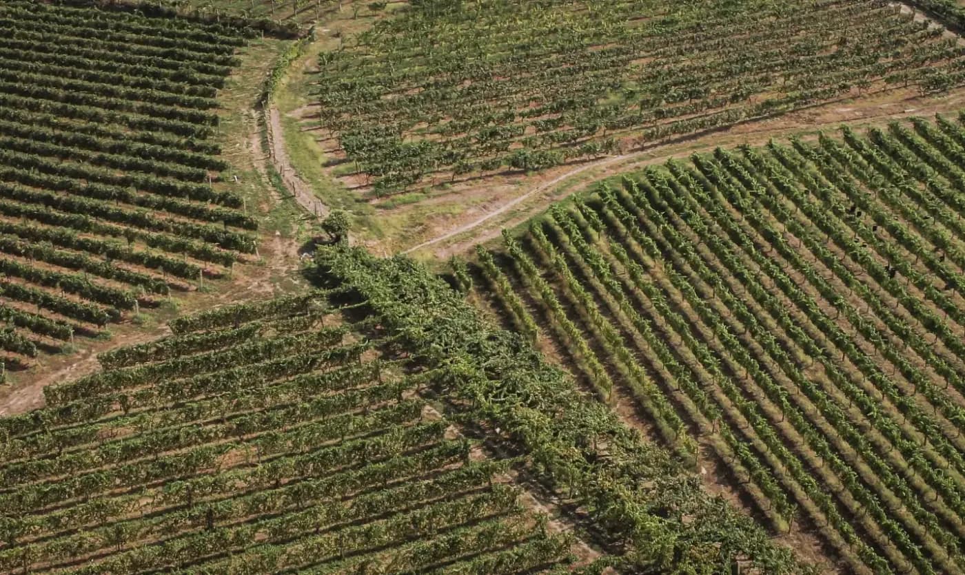 Виноградники Adega de Monção в регионе Vinho Verde