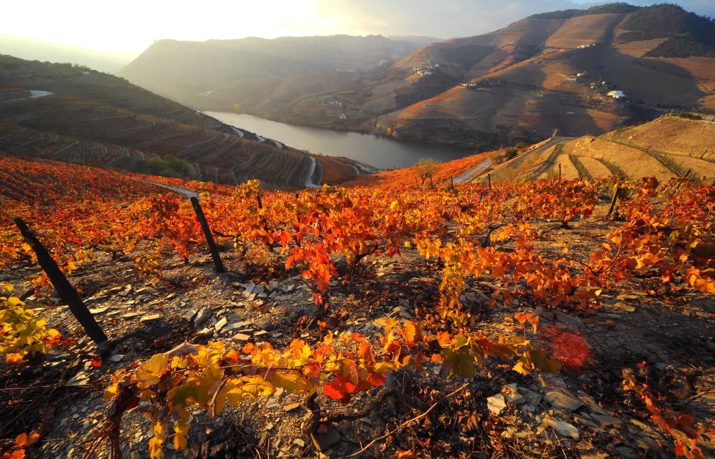 Виноградники Quinta do Seixo в долине Douro
