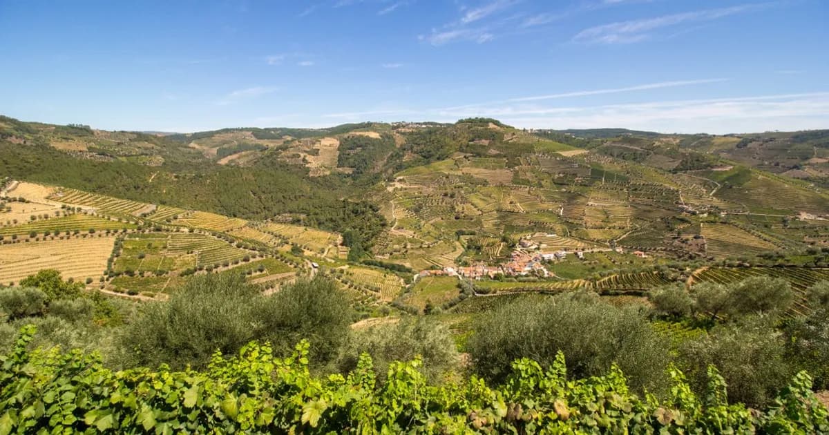 Вина и винодельни Norte: 11 домов Douro, Port и Vinho Verde — история, визит, что купить